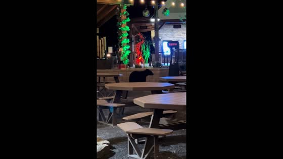 Black bear encounter at Anakeesta Mountain restaurant