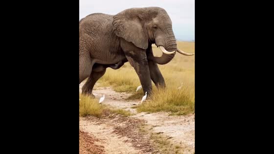 Elephant finds hilarious way to relieve an itch in Kajiado, Kenya
