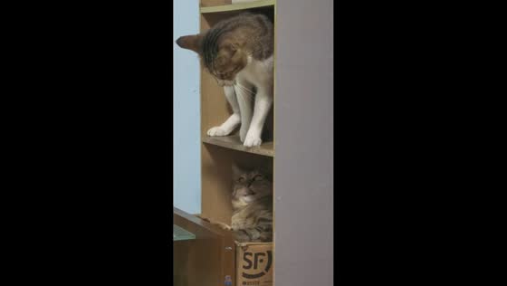 Two cats playfully spar across shelves in Guangdong, China