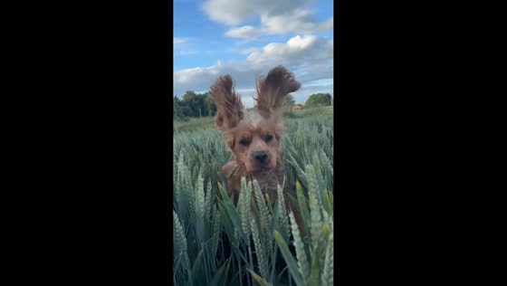 Playful dog jumps through cornfield in Kettering, England, UK  