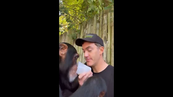 Morning sip with Limbani: caretaker shares juice with chimpanzee 