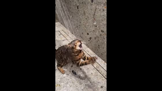 Playful Bengal cat enjoys shower time in Beaulieu-sur-Mer, France