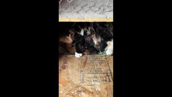 Cat gives birth and hides kittens in chicken coop in Layton, Utah