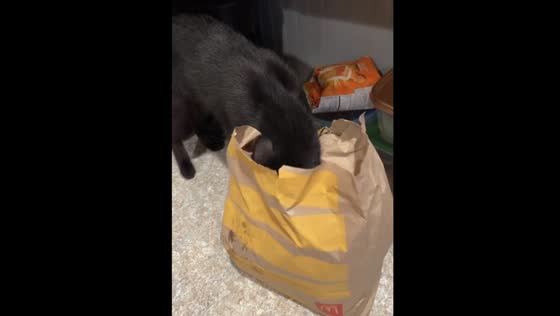 Henry the foodie cat: a Florida feline with an insatiable appetite!