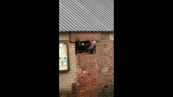 Cows curiously watch and lick raindrops from barn windows in Allonby, England, UK
