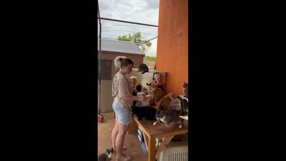 Mischievous cats cause playful scuffle in Liège, Belgium