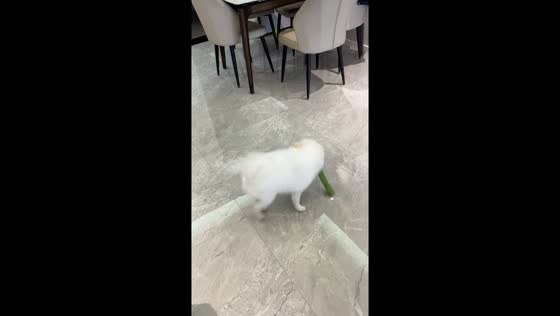 Energetic Pomeranian plays wildly with toys in Sichuan, China