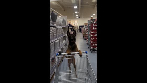 Dog pushes shopping trolley in Livingston, California, USA