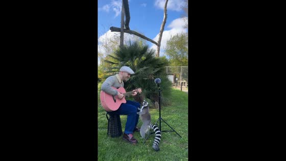 Musician sings and plays guitar for lemurs in La Teste-de-Buch, France