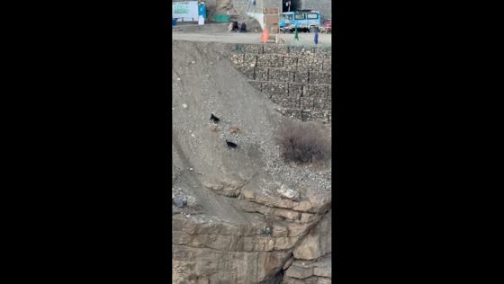 Village dogs confront snow leopard near Chicham Bridge, Himachal Pradesh, India