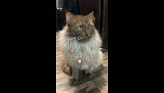 Texas cat caught red-handed with lucky charms cereal