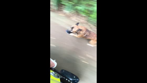 Dog chases three friends during unexpected neighborhood ride in Java, Indonesia