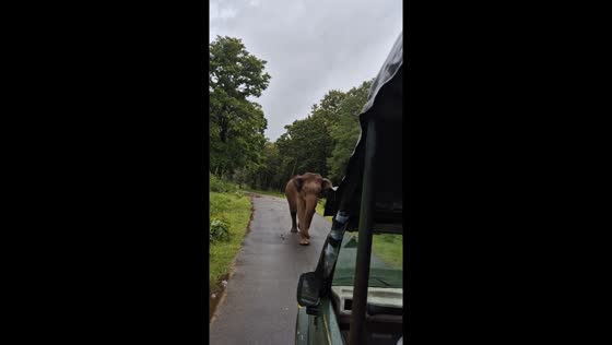 Elephant's mock charge captured in Nagarhole Tiger Reserve