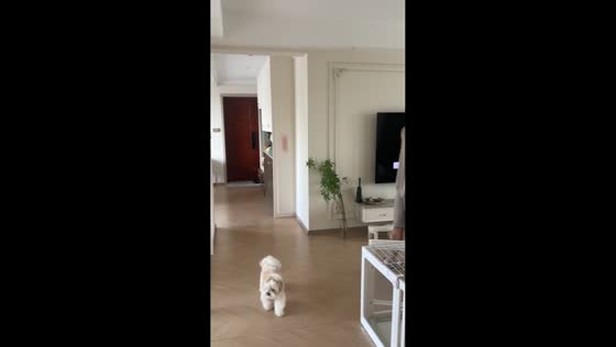 Dog misses bouncing ball before it lands on its head in Jiangsu, China
