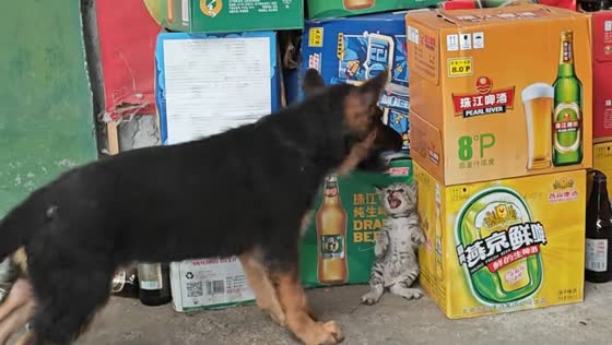 Playful kitten and puppy caught in daily quarrel at shop in Hunan, China