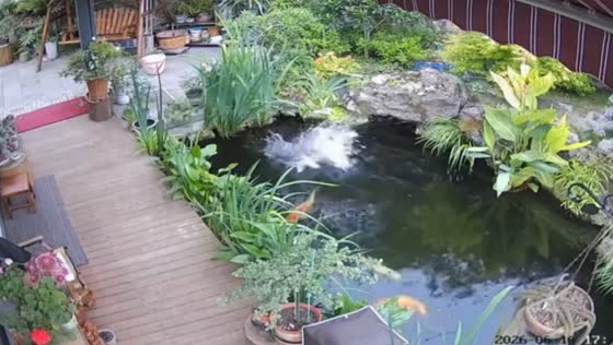 Cat falls into pond while attempting to chase bird in Guizhou, China