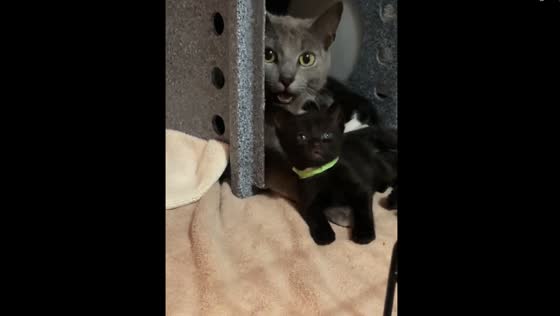 Frozen in feline hilarity: Maryland's playful mother and kitten duo stun the shelter!