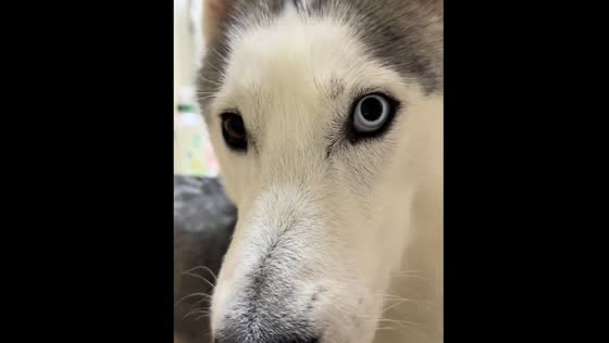 Husky howls in Hubei, China