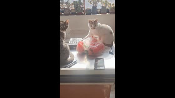 Cat repeatedly presses calculator causing loud noise in Tianjin, China
