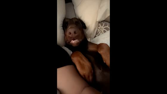 Dog takes up all the bed space in Fremont, California