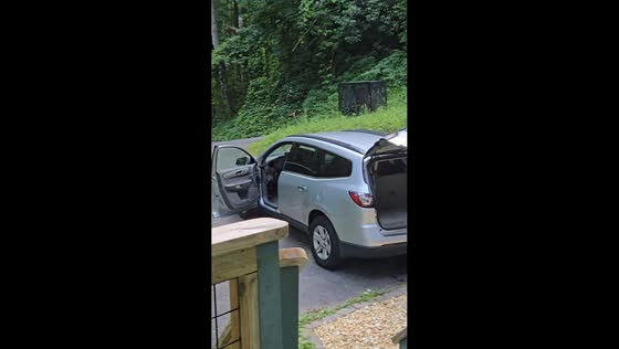 Bear enters open car and opens door before leaving in Gatlinburg, Tennessee, USA