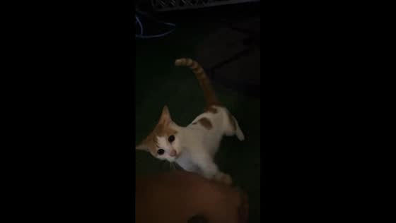 Cat unleashes rapid paw strikes on owner in Guangdong, China