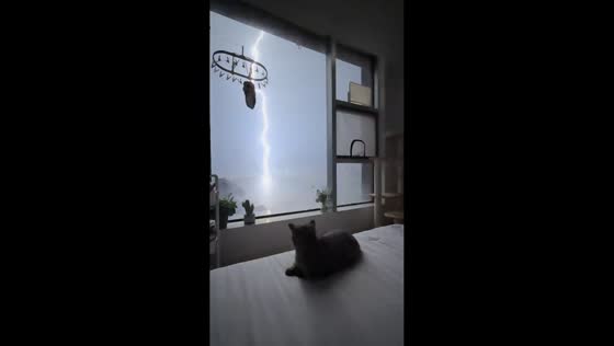 Cat calmly watches lightning through window in Jiangxi, China