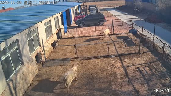 Two aggressive sheep clash against a fence in Xinjiang, China