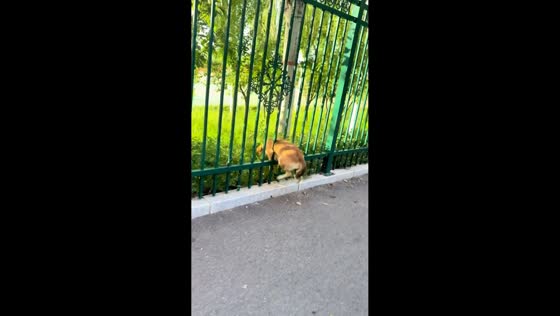 Clumsy dog stuck in the fence in Hebei, China
