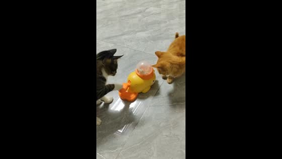 Clever cat operates food dispenser while friend waits in Hebei, China