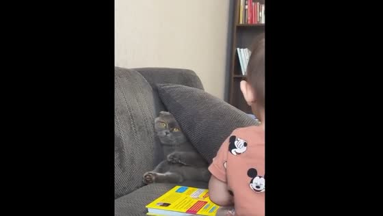 Cute cat stuck under the pillow