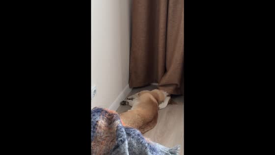 Sleeping corgi startles owner with early morning wall taps in Saint Petersburg