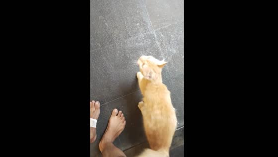 Cat imitates owner's limping in Jakarta