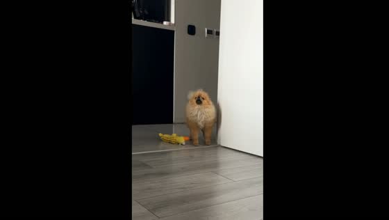 Dog howls and barks along to Artem Pivovarov and Klavdiya Petrivna-Barabana song in Kyiv