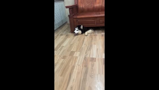 Husky hilariously stuck under wooden sofa in Jiangxi, China