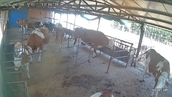 Cow headbutts calf into feed bunk in Liaoning, China