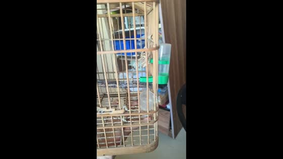 Bird skeleton displayed inside cage in Henan, China
