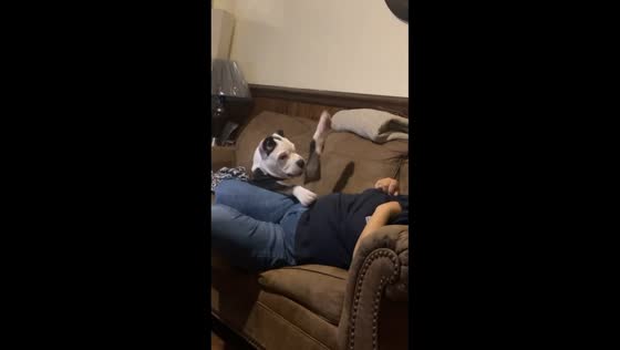 Dog playfully fights back while getting scolded in North Carolina