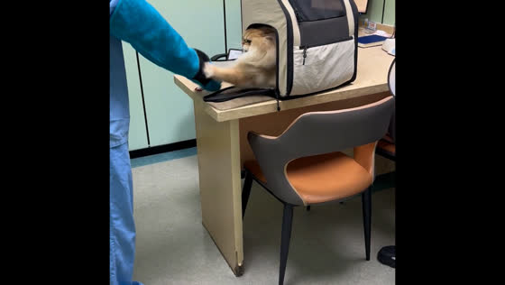 Cat resists leaving carrier at vet in Shanghai