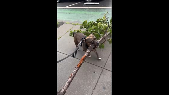 Tenacious twig tug-of-war: a dog's unyielding affair with nature's bounty