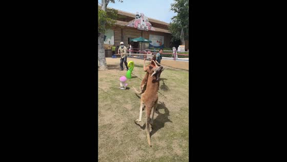 Kangaroos fight and briefly pause before being separated by keepers in Shandong, China