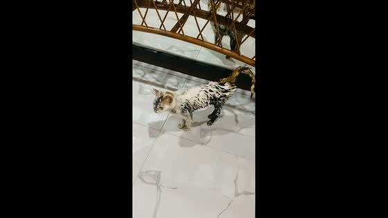 Muddy homecoming: Missy the cat's nonchalant return leaves owner puzzled