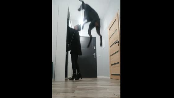 Excited Doberman jumps around while waiting to go outside in Poland