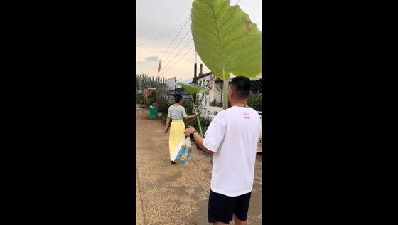 Walking with lotus leaf umbrellas in Neimenggu, China