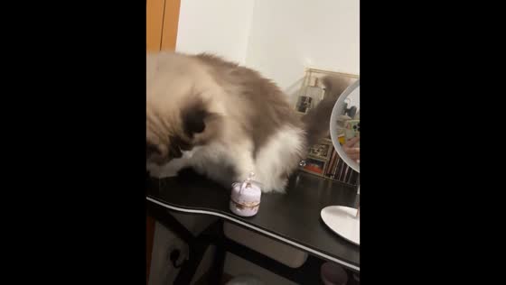 Cat drops makeup container in Liaoning, China