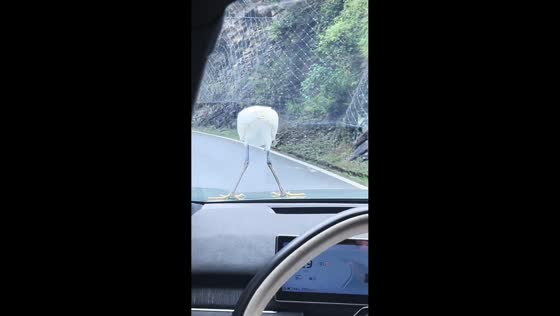 Crane hitchhikes on car hood in Hunan, China