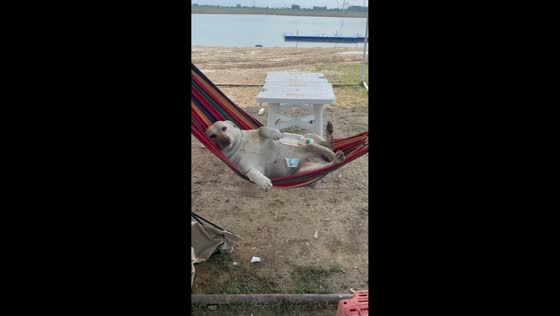 Labrador relaxes in a hammock in Hebei, China