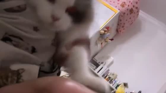 Cat repeatedly hits owner on the head to wake them up