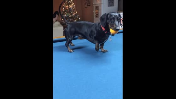 Dachshund Bonnie: the billiard ball bandit of Winkler!