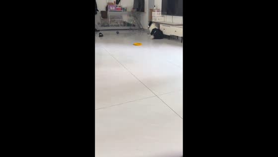 Dog repeatedly triggers squeaky toy before resting in Shaanxi, China
